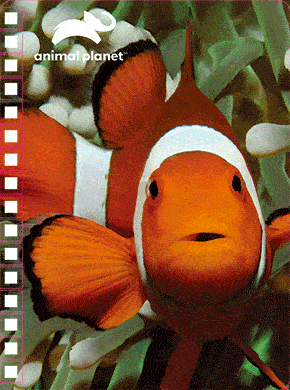 A6 Notebook - Clown Fish