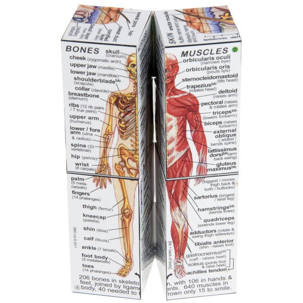 ZooBooKoo Cube Book - Human Body Anatomy